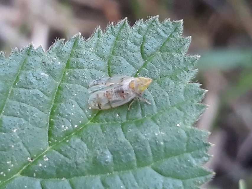Japananus hyalinus