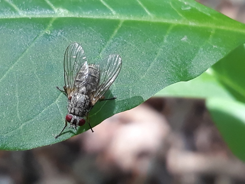 Phaonia