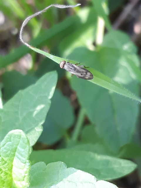 Opomyza germinationis