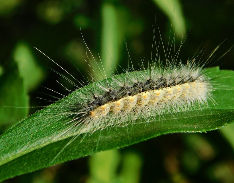 Hyphantria cunea - amerikai fehér medvelepke