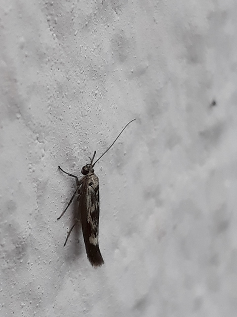 Scythris limbella - parajfonó zöldmoly