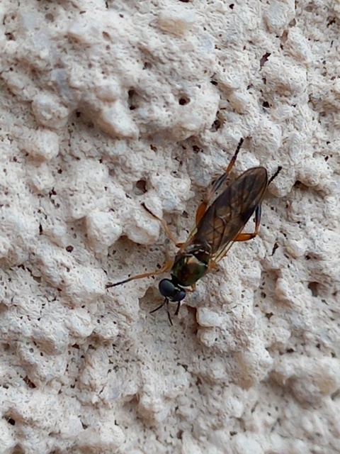 Chorisops tibialis - fémzöld tüskéslégy