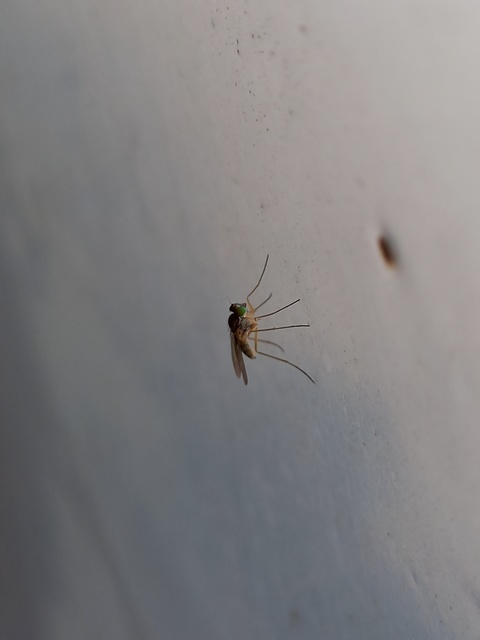 Sciapus