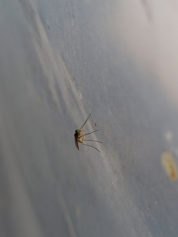 Sciapus