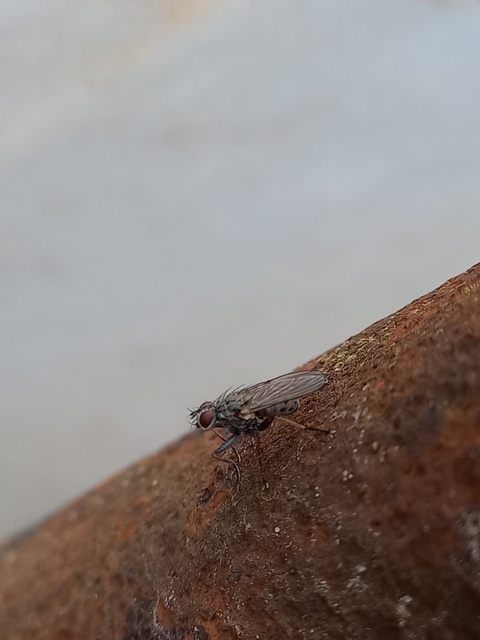 Coenosia tigrina