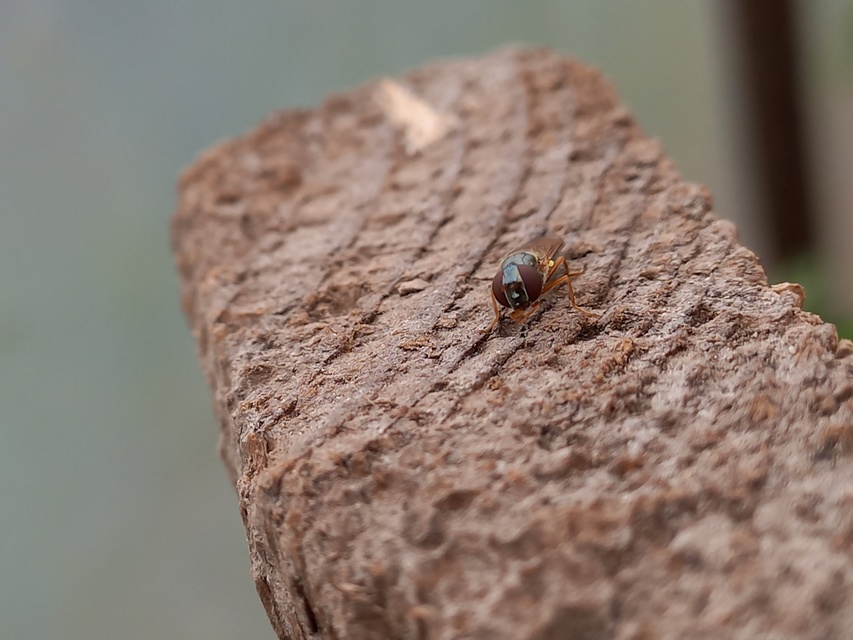 Melanostoma mellinum - gyakori fűzengőlégy