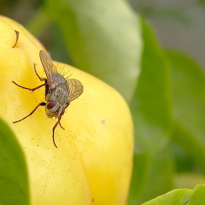 Microphthalma europaea