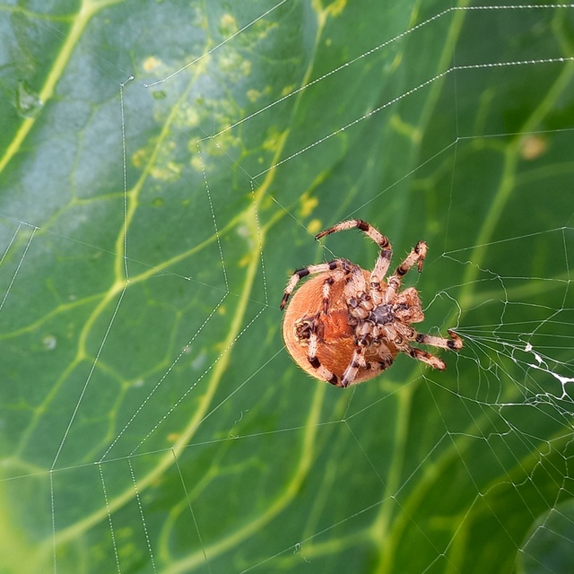 Araneus quadratus - négyes keresztespók