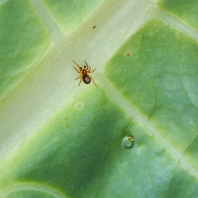 Hypsosinga