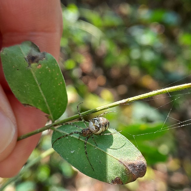 Metellina segmentata/mengei