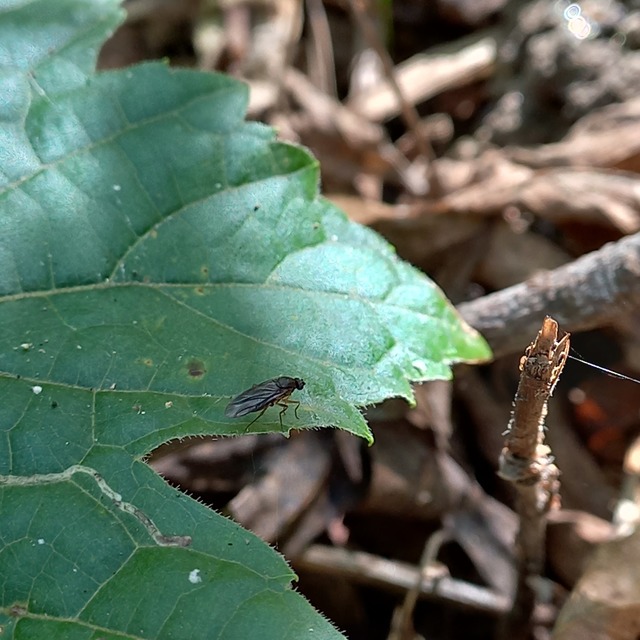 Phoridae - púposlégyfélék