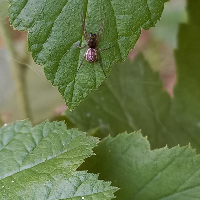 Pachygnatha degeeri/clercki