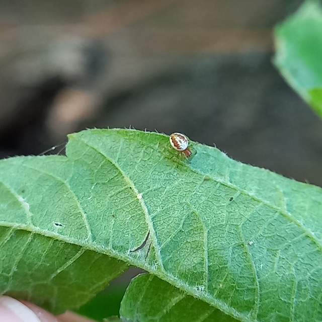 Araniella
