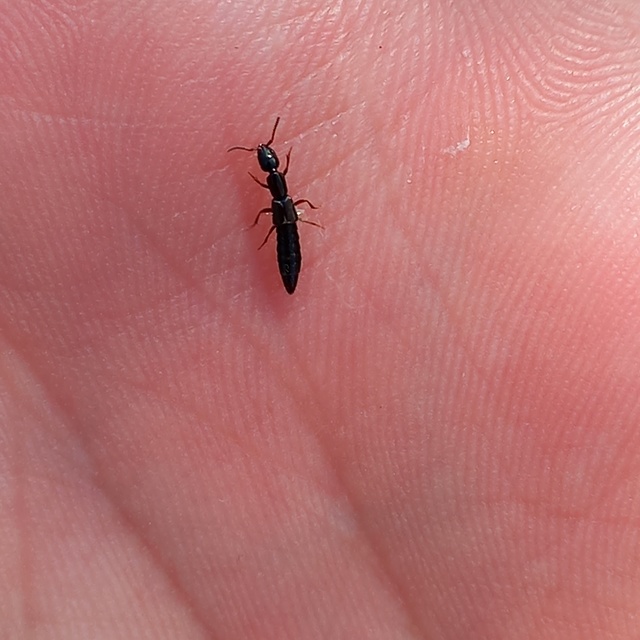 Xantholinus Xantholinus