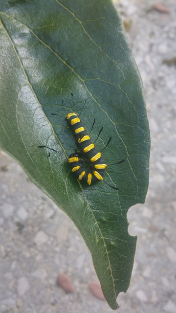 Acronicta alni - éger-szigonyosbagoly