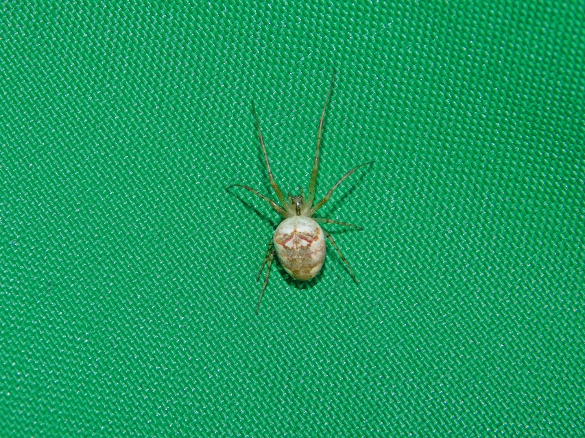 Metellina segmentata/mengei