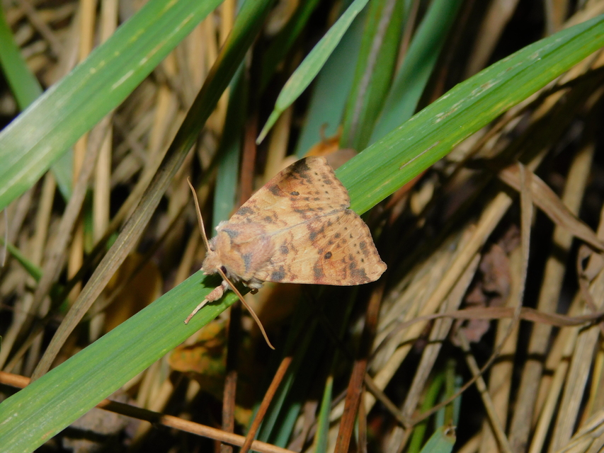 Cirrhia ocellaris - fakó sárgabagoly