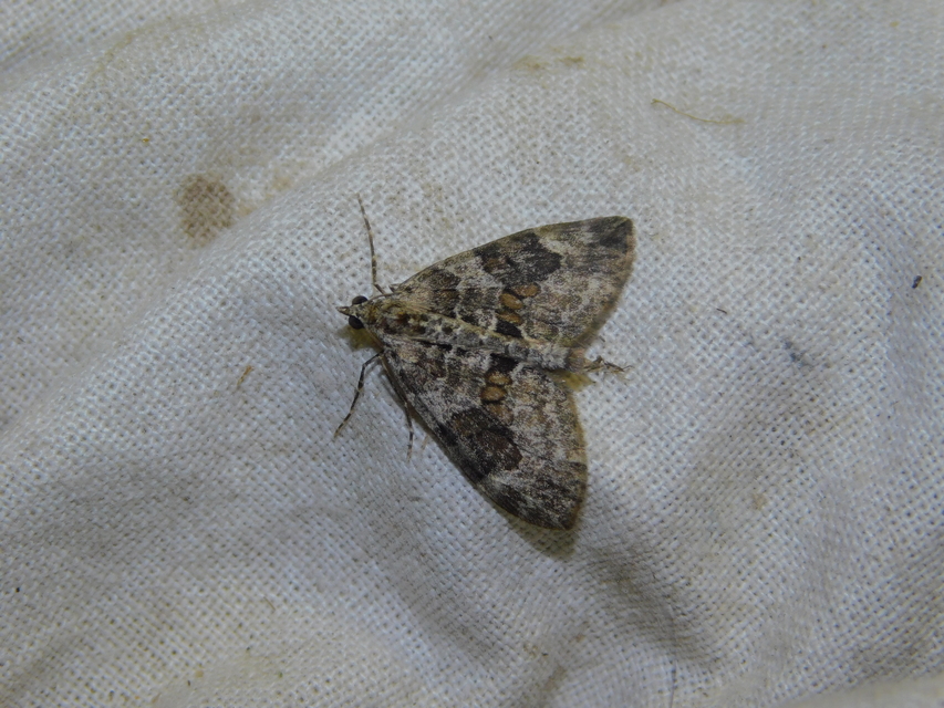 Thera variata/britannica