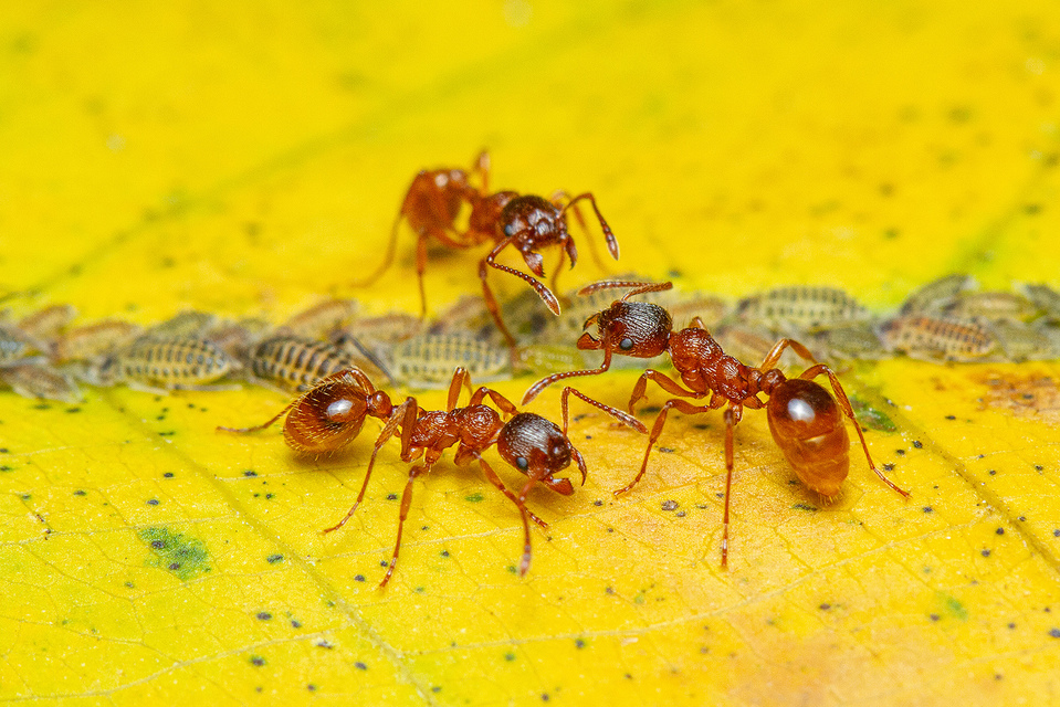Myrmica ruginodis - erdei bütyköshangya