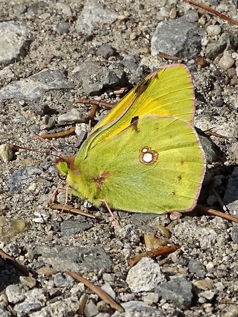 Colias croceus - sáfránylepke