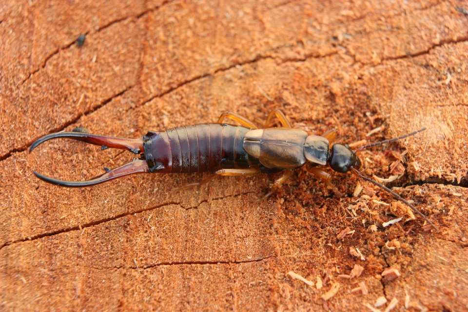Forficula auricularia - közönséges fülbemászó
