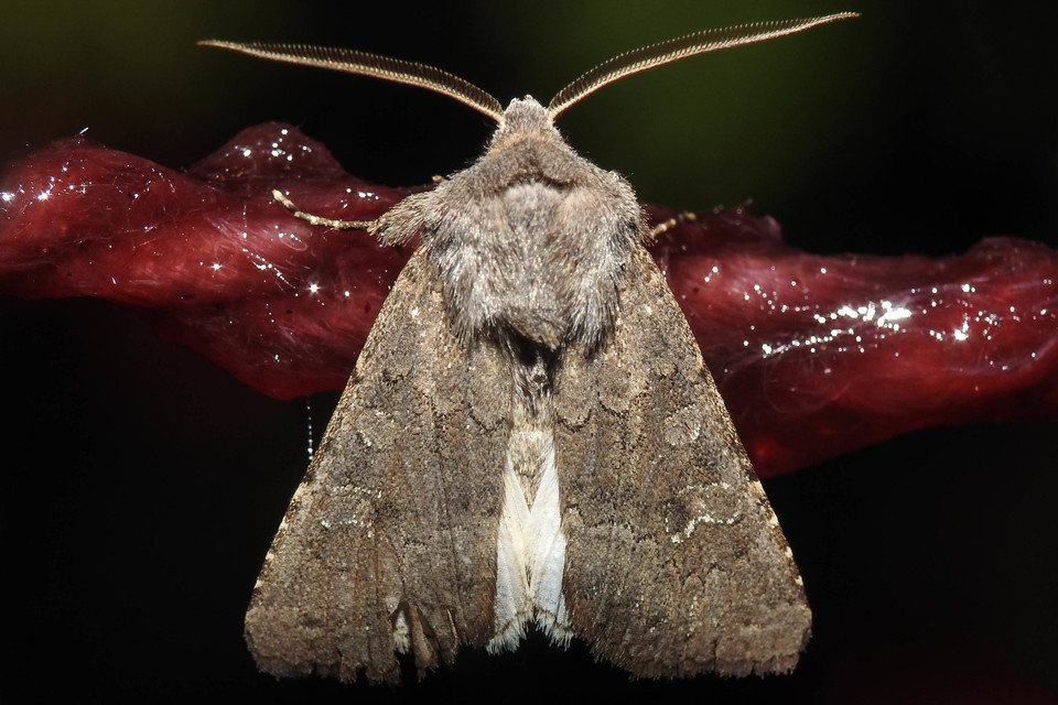 Aporophyla lutulenta - sziki őszibagoly