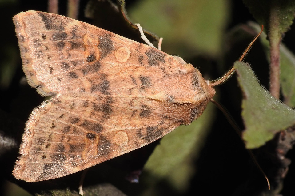 Cirrhia ocellaris - fakó sárgabagoly