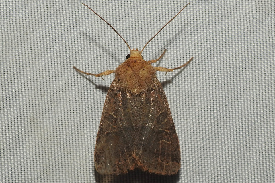 Anchoscelis nitida - rozsdabarna őszibagoly