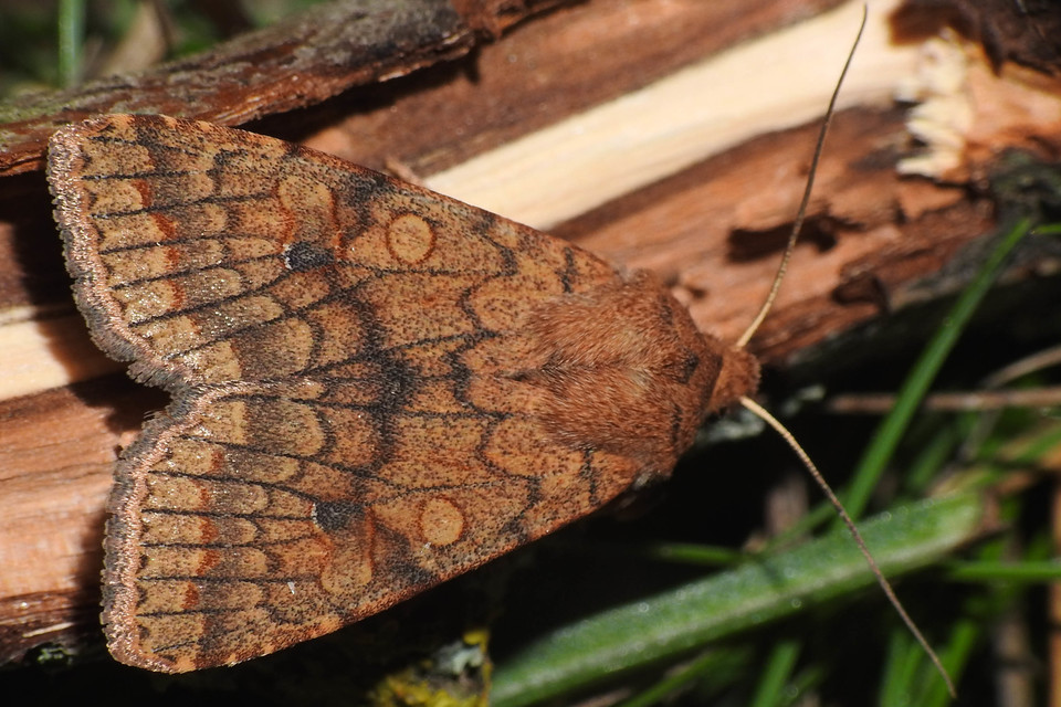 Sunira circellaris - okkersárga őszibagoly