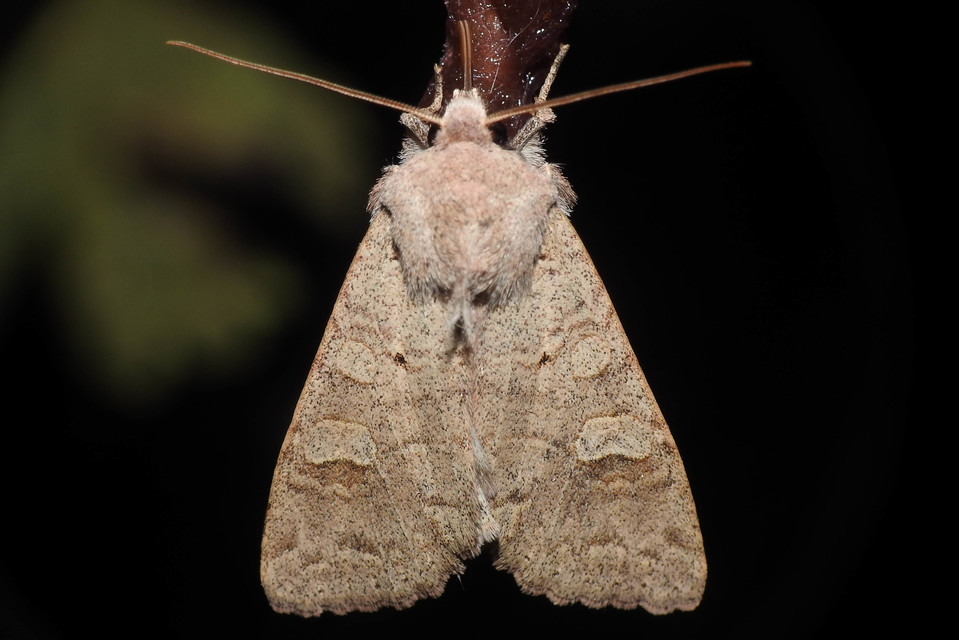 Ammoconia caecimacula - szürke őszibagoly