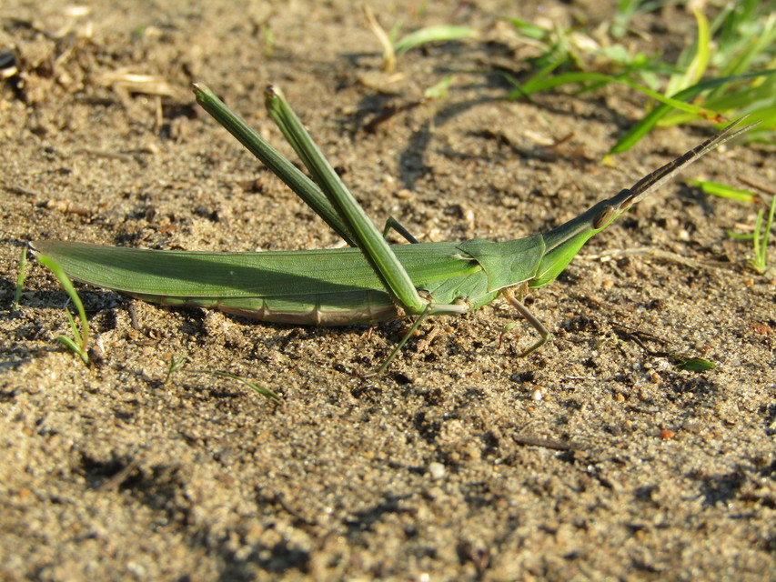 Acrida ungarica - sisakos sáska