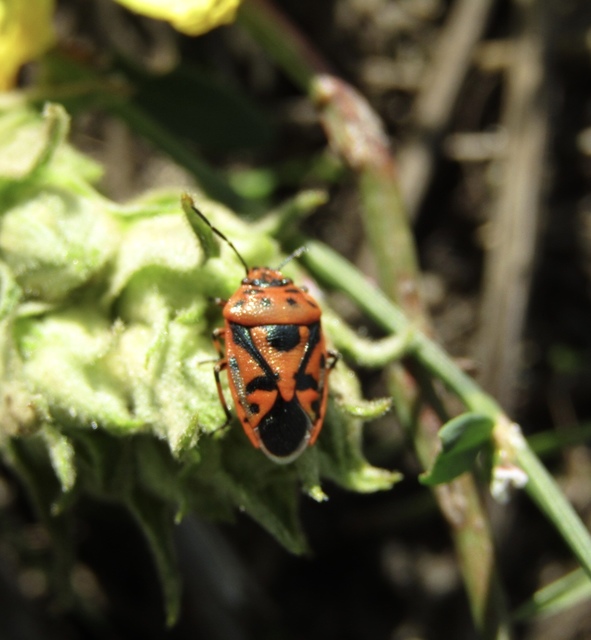 Eurydema ornata - díszespoloska