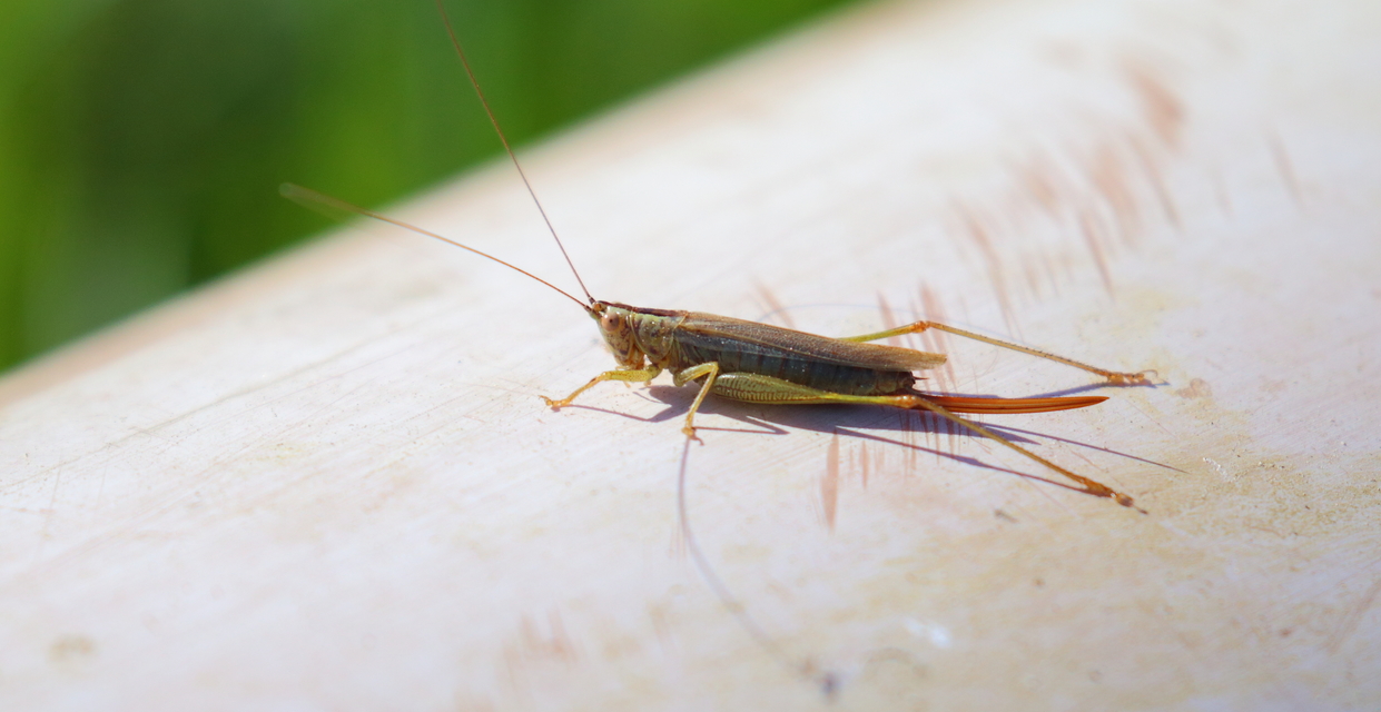 Conocephalus fuscus - kis kúpfejűszöcske