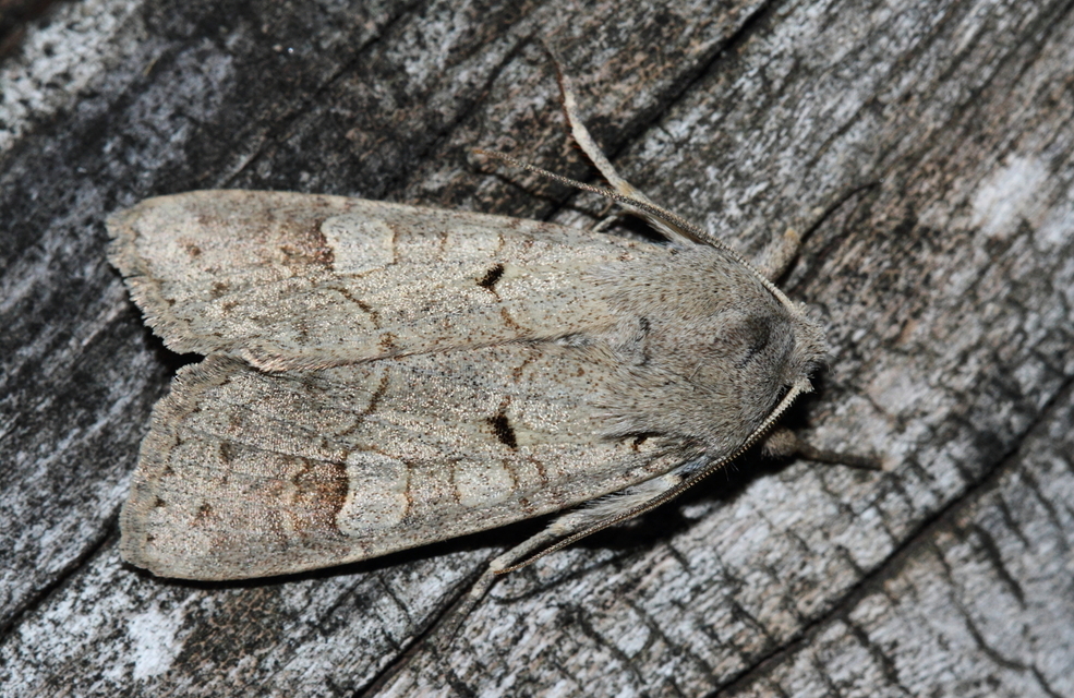 Ammoconia caecimacula - szürke őszibagoly