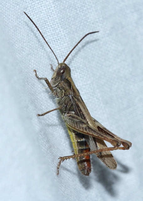 Chorthippus mollis - halk tarlósáska