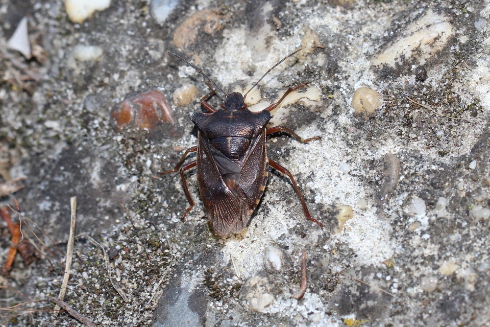 Pentatoma rufipes - vöröslábú címerespoloska Pentatoma rufipes - vöröslábú címerespoloska
