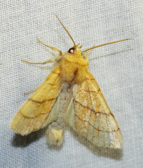 Tiliacea citrago - citromszínű sárgabagoly