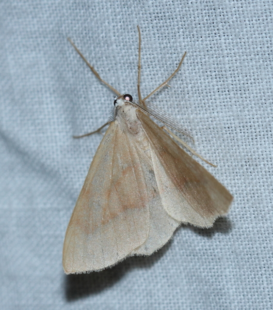 Hylaea fasciaria - erdeifenyő-sávosaraszoló