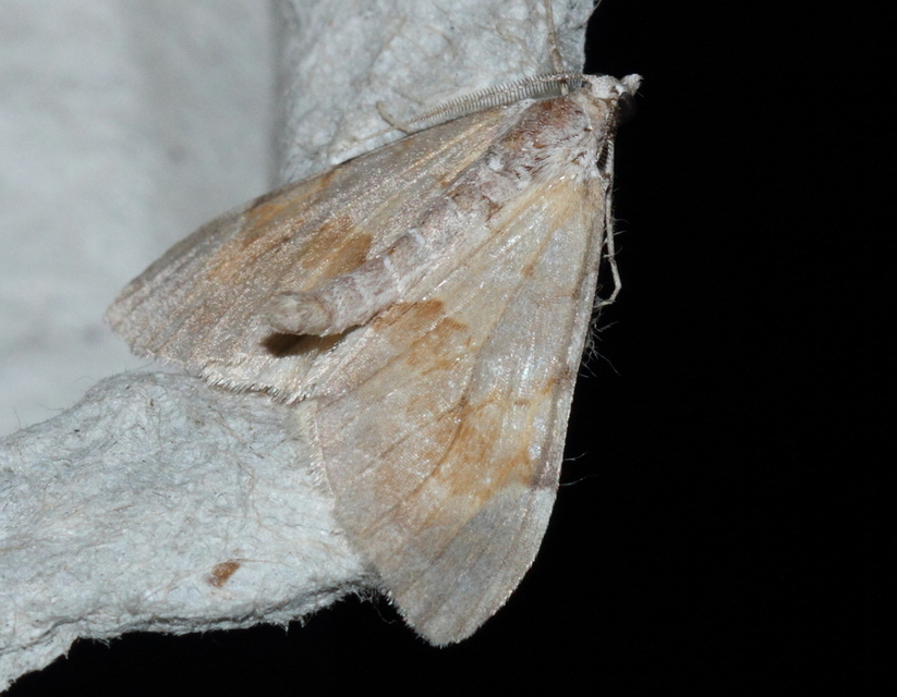 Pennithera firmata - sárgásvörös fenyőaraszoló