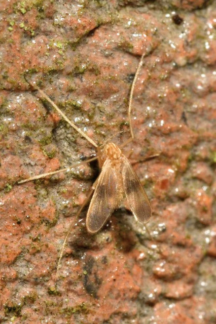 Chironomidae - árvaszúnyogok