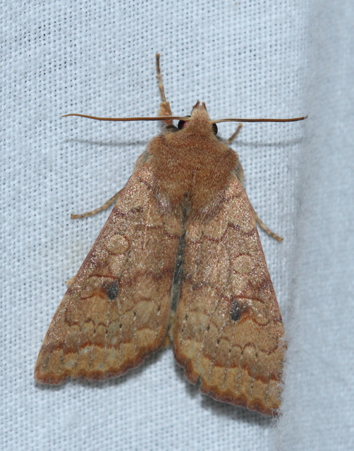 Sunira circellaris - okkersárga őszibagoly