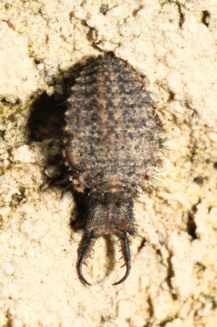 Distoleon tetragrammicus - négyfoltos hangyaleső