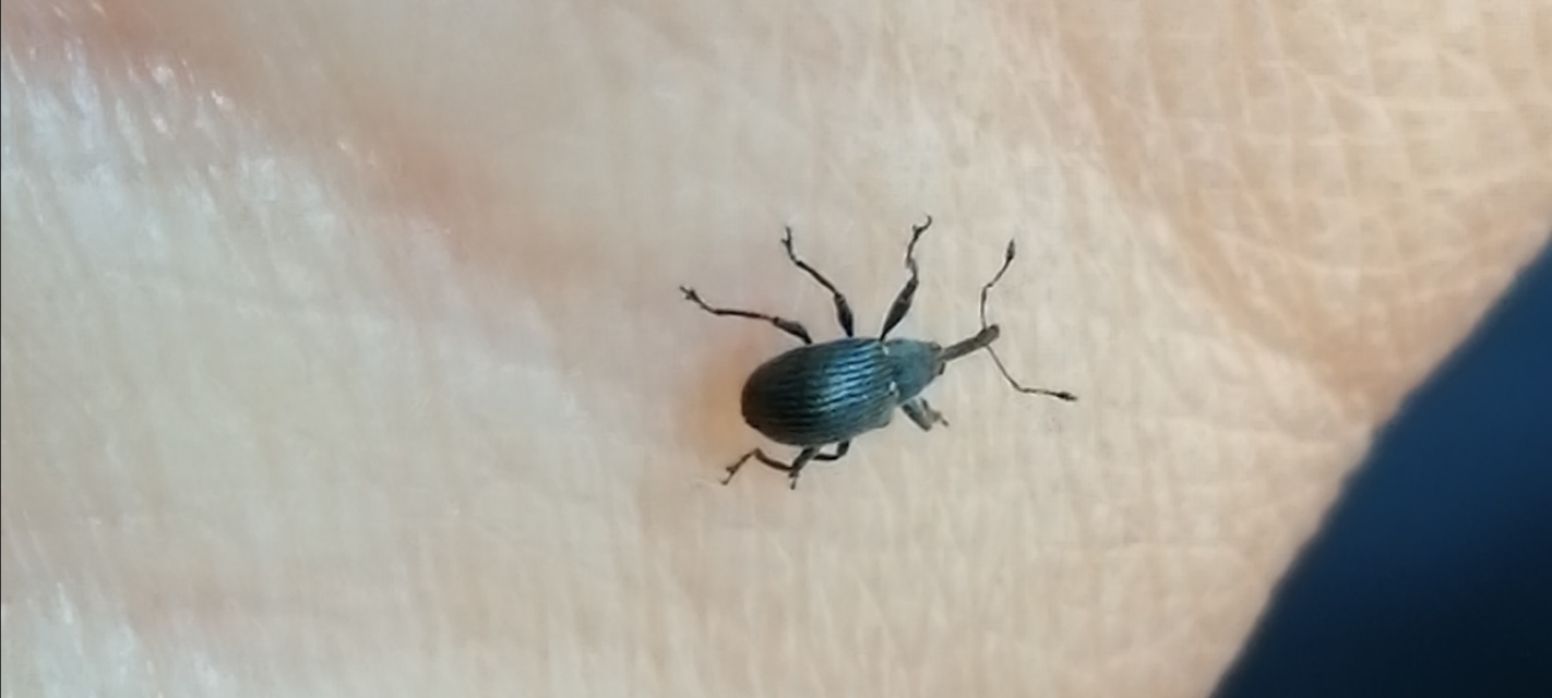 Anthonomus rubi - szamóca-bimbólikasztó Anthonomus rubi - szamóca-bimbólikasztó