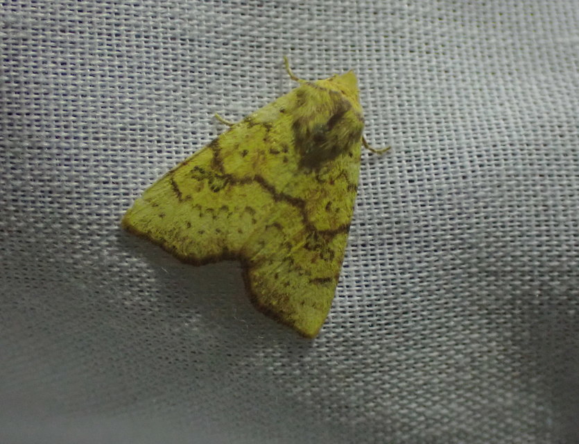 Tiliacea sulphurago - kénes sárgabagoly