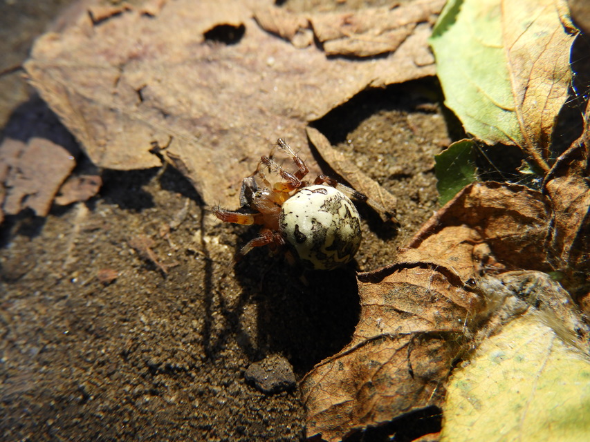 Araneus marmoreus - márványos keresztespók