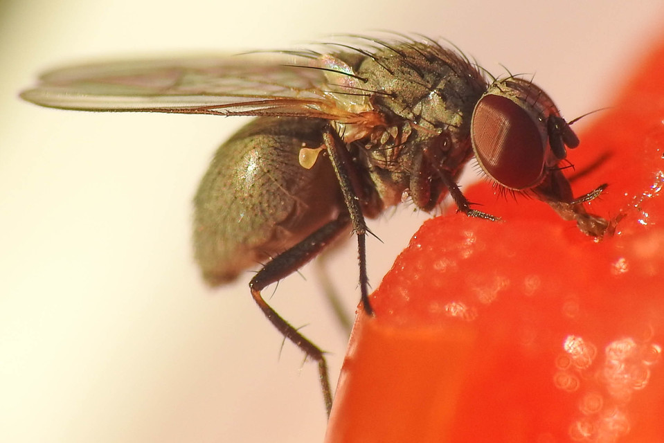 Fannia