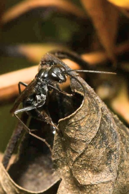 Auplopus