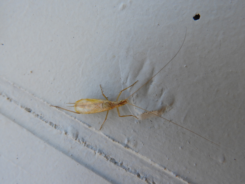 Oecanthus pellucens - pirregőtücsök