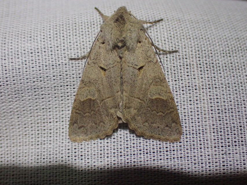Ammoconia caecimacula - szürke őszibagoly