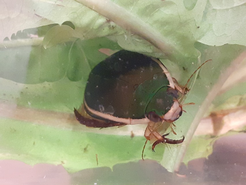 Cybister lateralimarginalis - nagy búvárbogár